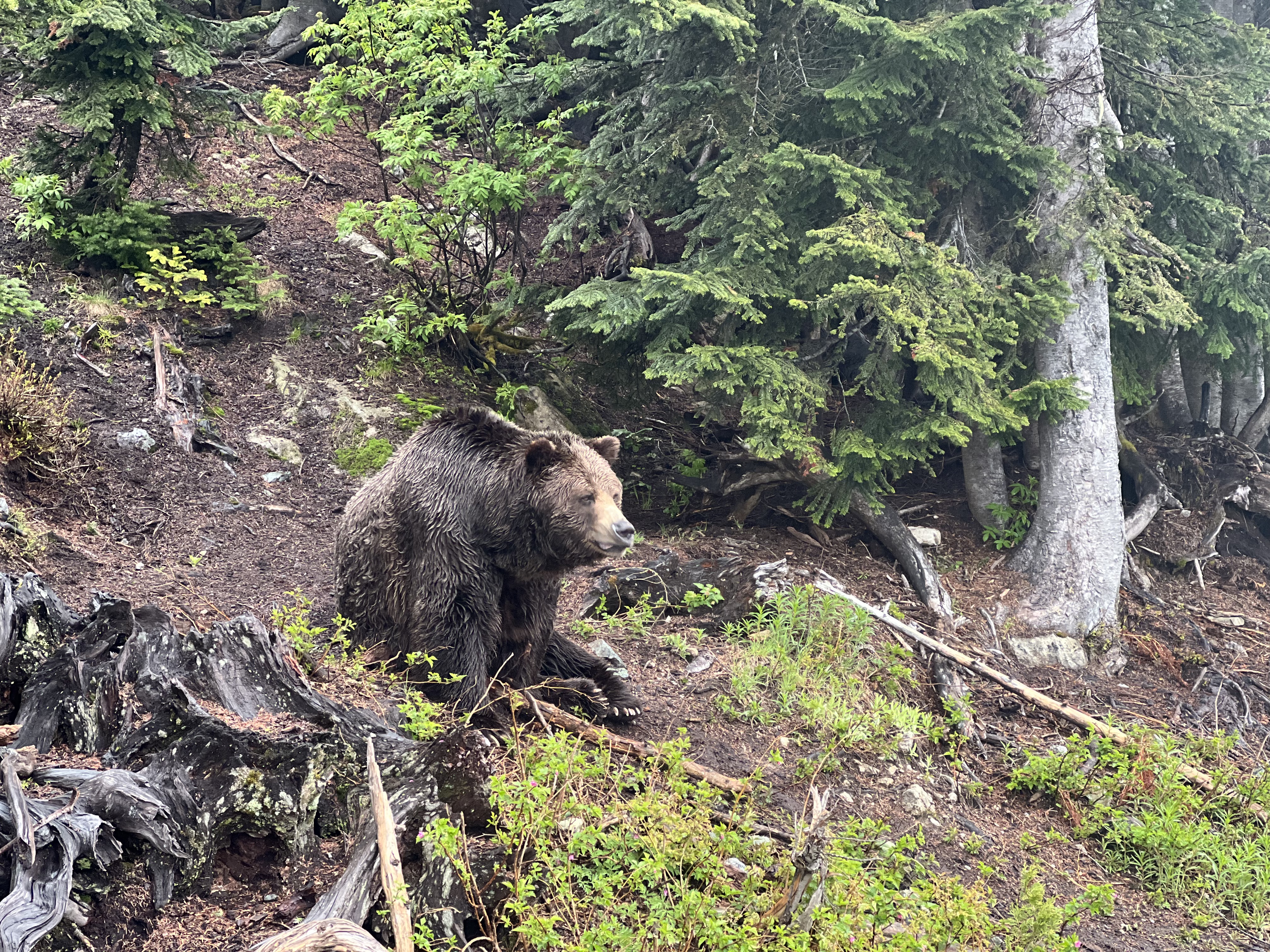 Grouse Mountain
